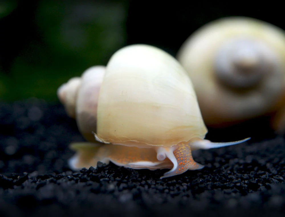 🐌 Live Mystery Snails (Pack of 3) Ivory