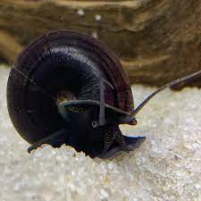๐ MYSTERY SNAILS Live Mystery Snails (Pack of 3) Black
