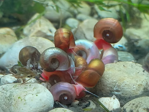 🐌 Live Ramshorn Snails (Aquarium Clean-Up Crew) 6 Mixed Colours